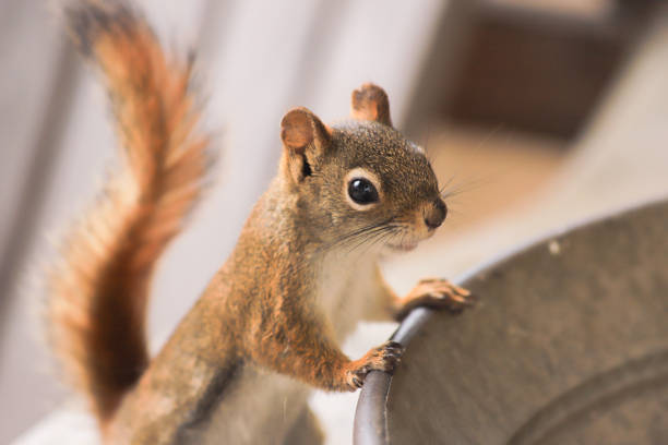 istock Close up of Squirrel 1319490086
