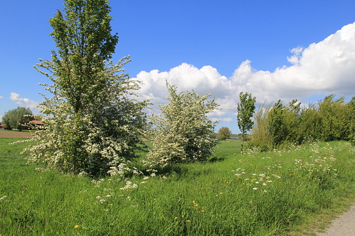 a fresh green landscape with a hawthorn with white blossom and cow parsley in the green verge in holland in springtime
