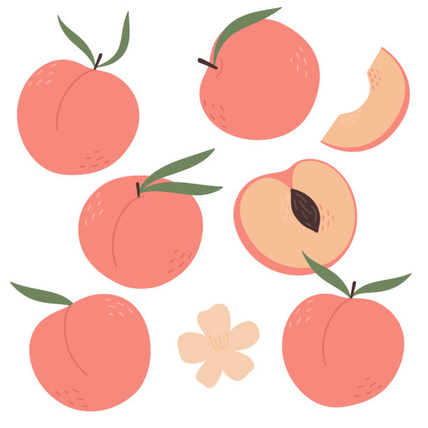 ilustrações, clipart, desenhos animados e ícones de conjunto de pêssegos com folhas. metade, fatia e forma inteira de pêssego, nectarina, damasco, maçã. - nectarine