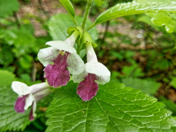 istock Melittis melissophyllum wild flower closeup 1319493106