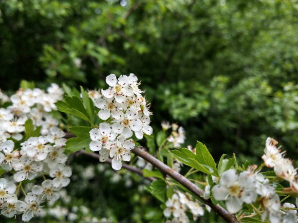 общие боярышника (crataegus monogyna) белые весенние цветы - crataegus monogyna стоковые фото и изображения