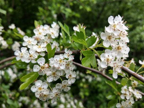 istock Beautiful Hawthorn white spring blossoms close-up 1319493719