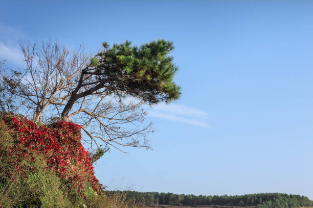 Tree shaped by the wind against a blue sky Tree shaped by the wind against a blue sky outcrop stock pictures, royalty-free photos & images