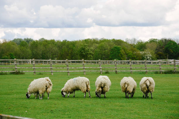 istock Sheep standing in a row  on the farm 1319494984