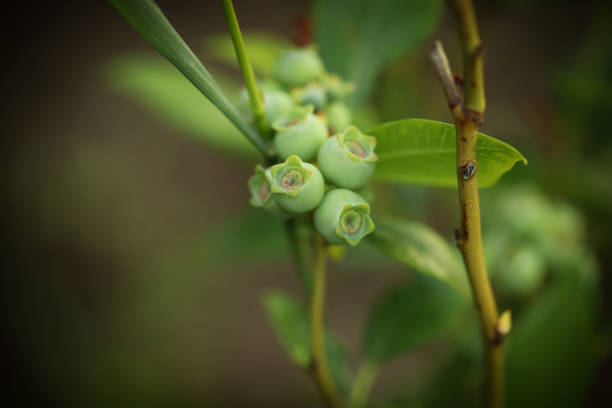 Unripe blueberries in a garden