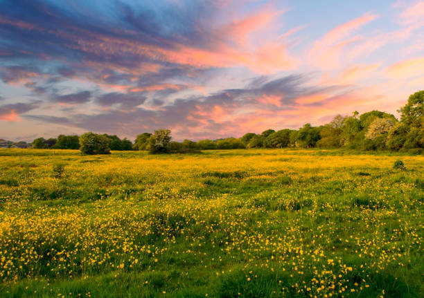 last days of spring - landscape sky field meadow imagens e fotografias de stock