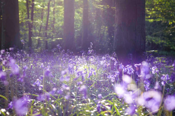 istock Morning in the Bluebell wood 1319495905