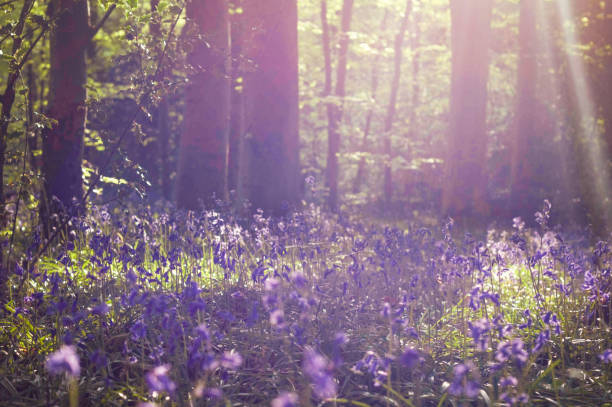 istock Morning light in the Bluebell wood 1319495907