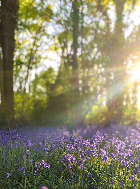 istock Evening in the Bluebell wood 1319496003