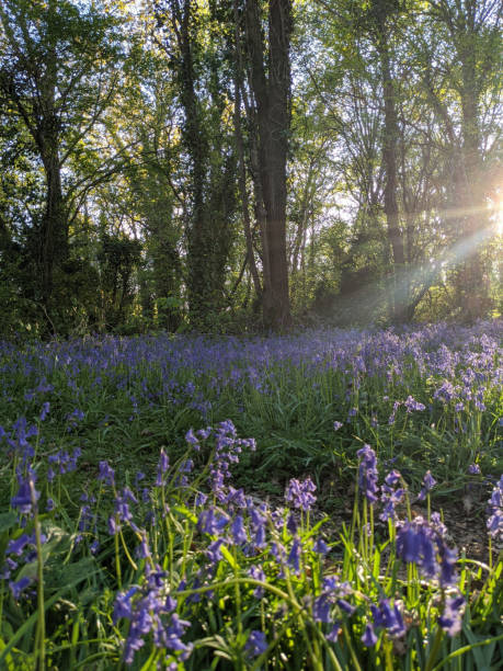 istock Evening in the Bluebell wood 1319496006