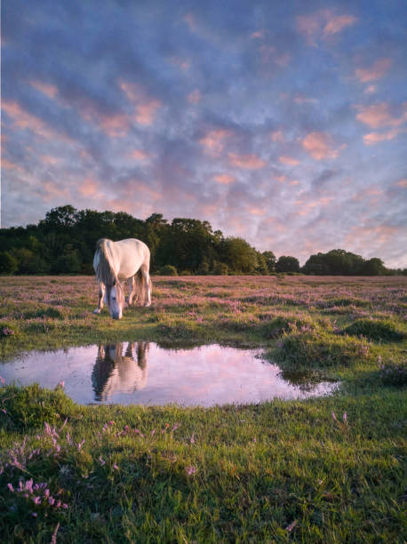 At the watering hole New Forest Pony, Fritham, Hamphire new forest photos stock pictures, royalty-free photos & images