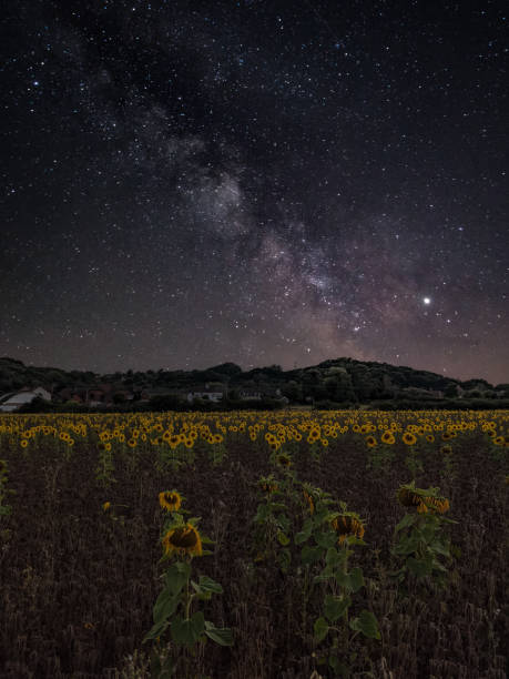 istock Nighttime over the Sunflower field 1319496033