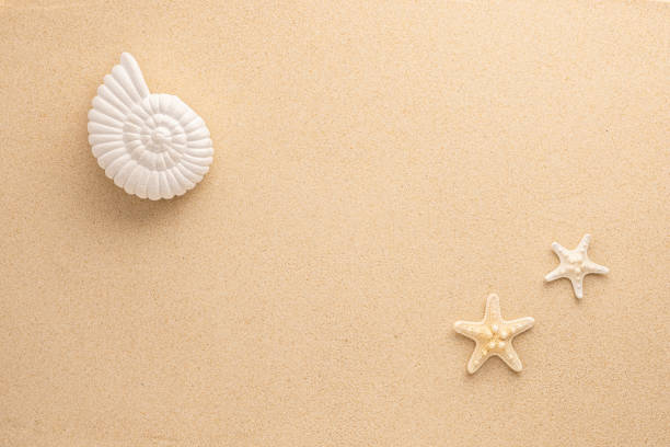 Summer background by Beach and Starfish, Top view of Beach sand with multi types of starfish. summer background concept