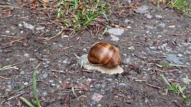 Snail portrait on a rainy day.