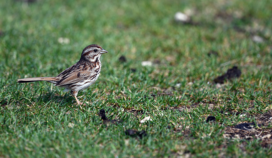 Song Sparrow walking on the ground, eye level