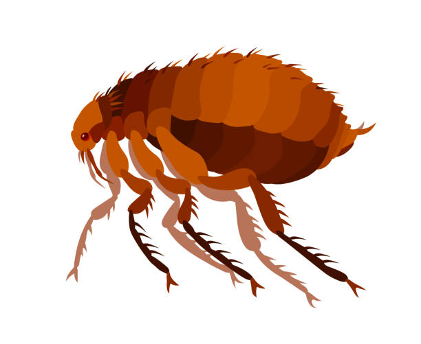 obyčejná hnědá blecha, hmyzí parazit, nosiče moru a dalších onemocnění a infekcí, krveprolití - dýmějový mor stock ilustrace