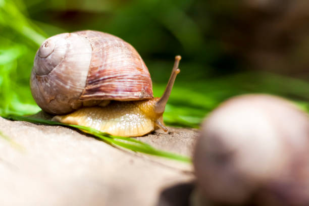 istock Large white snails-mollusks with a brown striped shell, crawling on rocks in the sun 1319500065