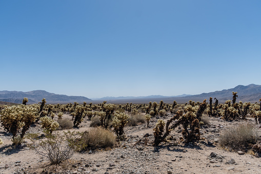 Scenic Cholla cactus garden at the Joshua Tree National Park, Southern California