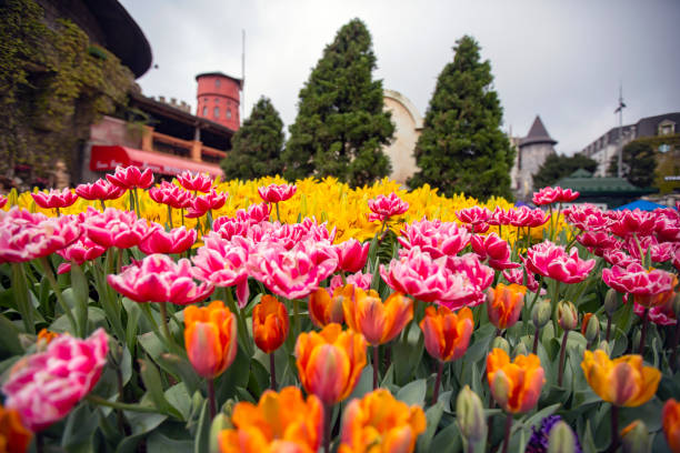 istock Tulips at Ba Na Hill - Da Nang city 1319500723