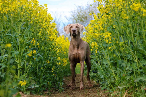 a beautiful gray weimaraner is standing in a yellow rape seed field