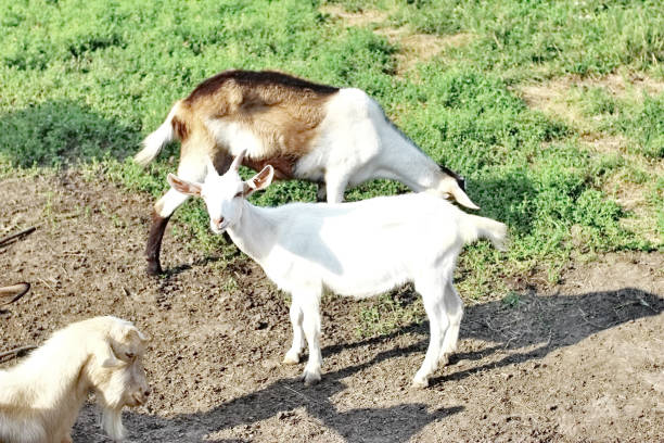 istock Goat Herd Summer in the meadow home 1319501672