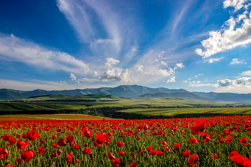 A field full of poppies on a spring day.