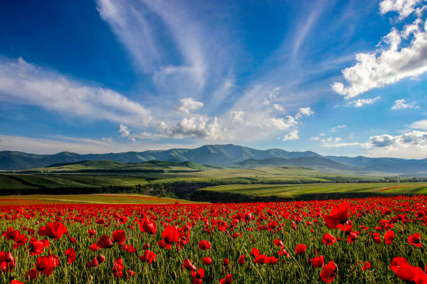 Beautiful field of flowering poppies Beautiful field of flowering poppies on a background of mountains. Beautiful Nature Of Armenia, Province Lori. armenia country stock pictures, royalty-free photos & images
