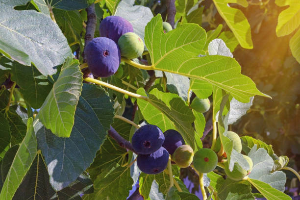 Branches of fig tree with leaves and fruits Fig tree branches (Ficus carica) with fruits at different stages of ripening fig tree stock pictures, royalty-free photos & images