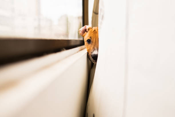 terrier de tres meses de edad como perro hembra junto a una ventana mirando a la lente en un día brillante con media cara cubierta con una cortina - lens box fotografías e imágenes de stock