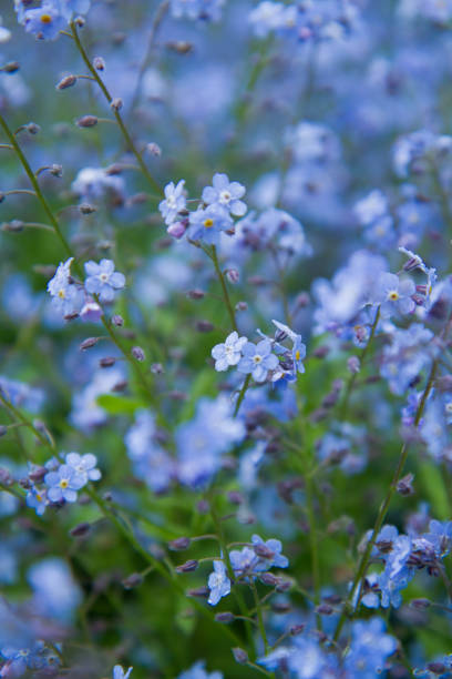 istock Forget-me-not plant 1319504261