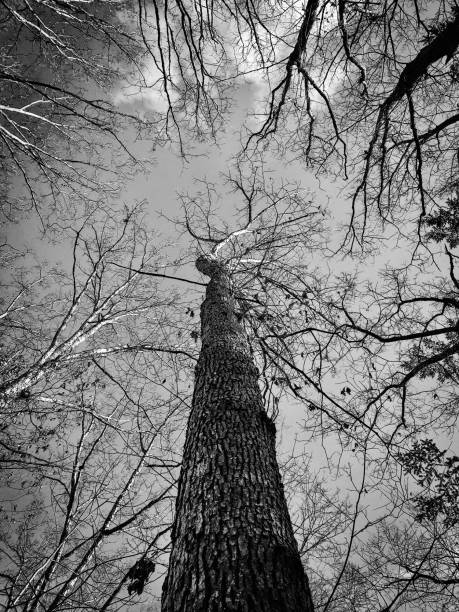 istock Winter Trees Reaching for the Winter Sky in a Park 1319504382
