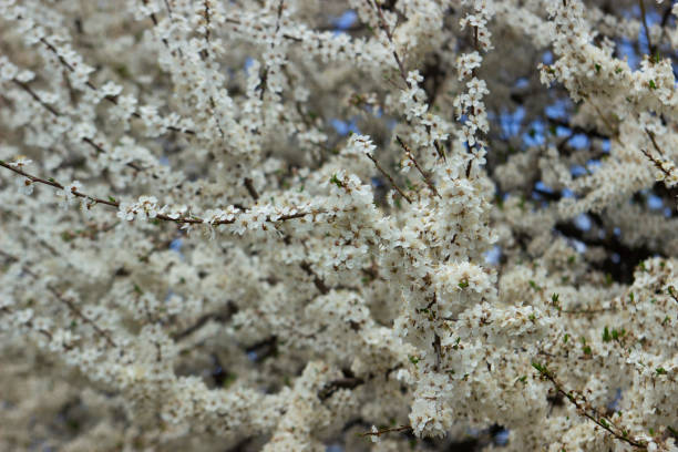 istock Branches of a blossoming tree against the sky. Cherry plum flowers. 1319506252