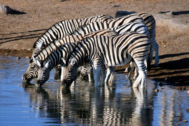 istock Group of zebras drinking from a waterhole , Etosha, Namibia 1319508032
