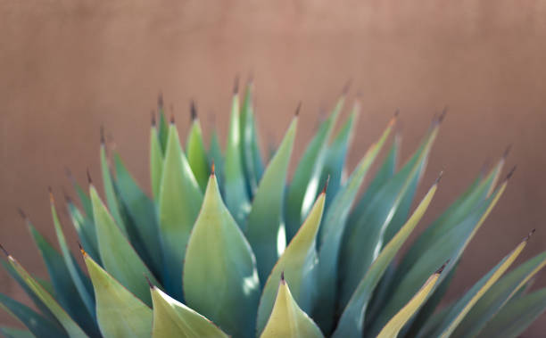 Sunlit Blue Agave (American Aloe) Plant; Brown Background