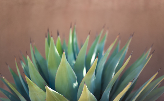A spiky sunlit  blue agave (American aloe) plant against a brown (adobe) background. Shot in Santa Fe, NM.