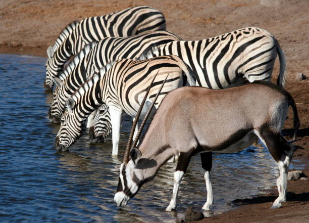 zebras und oryx trinken aus einem wasserloch, etosha nationalpark, namibia - etoscha nationalpark stock-fotos und bilder