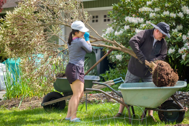 istock Caucasian Father and Eurasian Daughter Using Wheelbarrow to Transplant Tree 1319509026