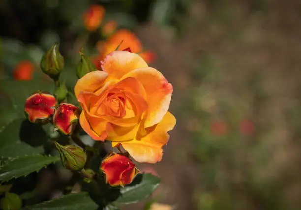 Image of fine flowers and buds of an orange-red rose with green leaves Rome, Italy