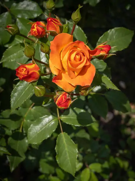 Image of fine flowers and buds of an orange-red rose with green leaves Rome, Italy