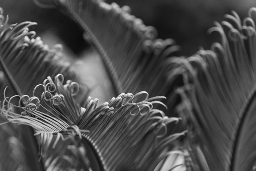 A black and white abstract image of the curly tips of new growth on a Sego Palm frond in spring