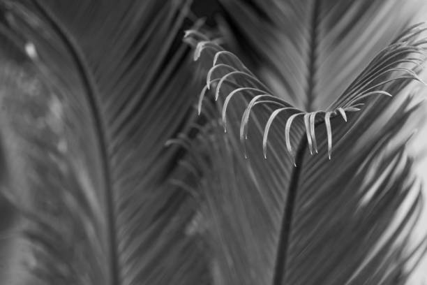 istock Curly tips of Sego Palm leaves 1319509512