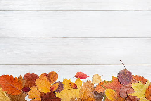 A variety of dry autumn leaves on a white background with space for text. White wooden background and orange fallen leaves.