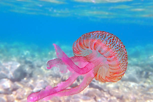 Mauve stinger purple jellyfish - Pelagia noctiluca Pelagia noctiluca is a jellyfish in the family Pelagiidae and the only currently recognized species in its genus. It is typically known in English as the mauve stinger, but other common names are purple-striped jelly. jellyfish stock pictures, royalty-free photos & images