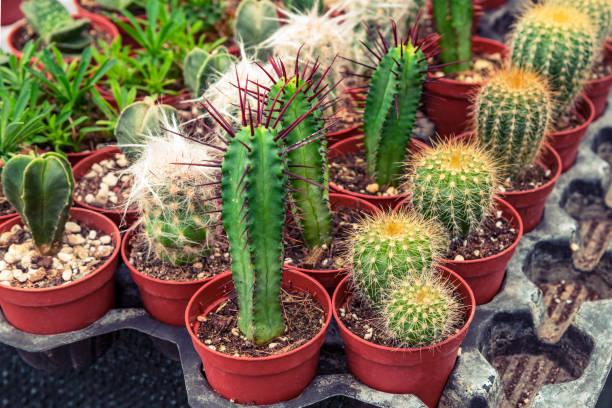istock Different types of cacti and succulents in pots 1319511087