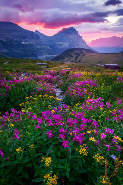 istock Glacier National Park - All Lit Up 1319511361
