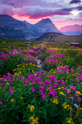 An alpine meadow thick with late summer wildflowers near Logan Pass in Glacier National Park.