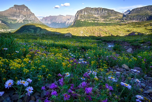 The legendary high-alpine meadows of Glacier National Park with golden light