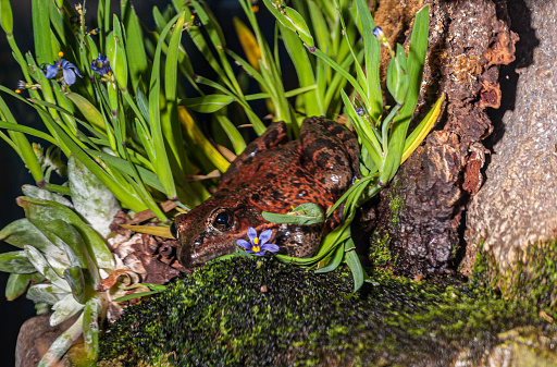 The California Red-legged Frog, Rana draytonii, is a moderate to large (4.4\