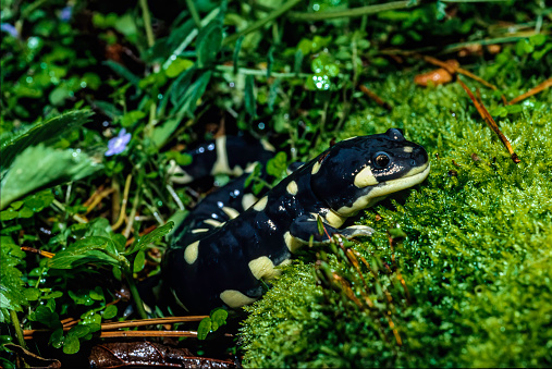 California tiger salamander (Ambystoma californiense) is a vulnerable amphibian native to Northern California.   \