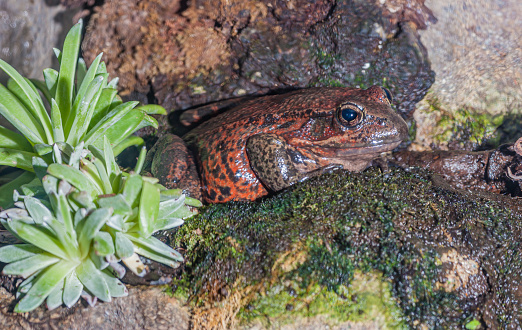The California Red-legged Frog, Rana draytonii, is a moderate to large (4.4